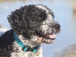 Hond Decaf knetterstoned na eten 'junkenpoep' in Clingendael