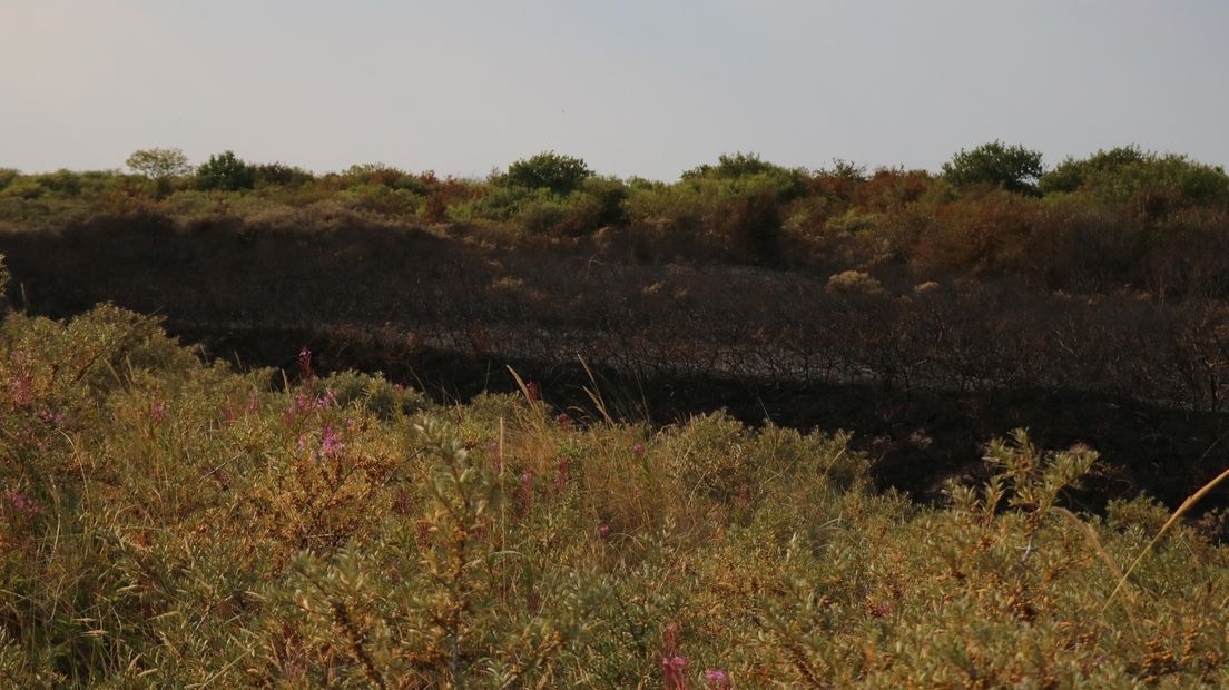 Afgebrande duinen op Schiermonnikoog
