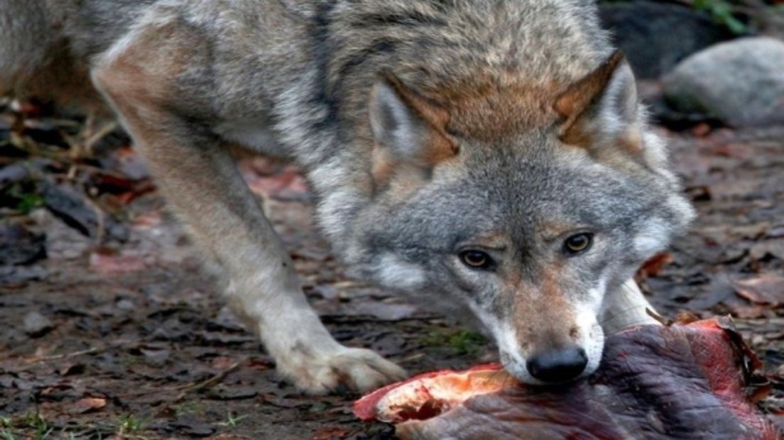 Een wolf in Nedersaksen