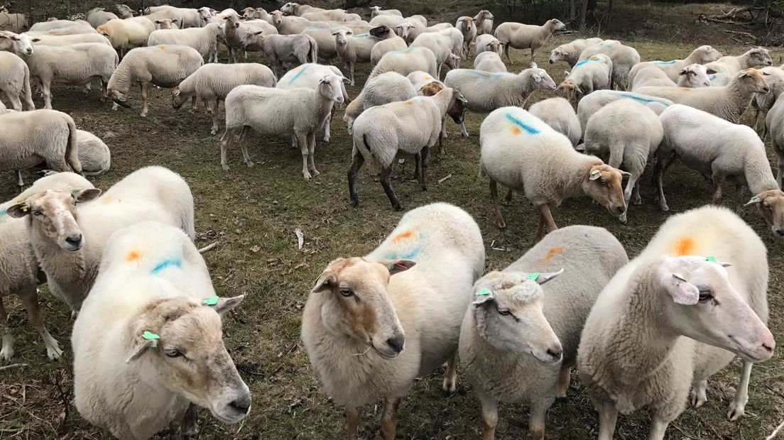 Een kudde schapen bij het Groen Duin