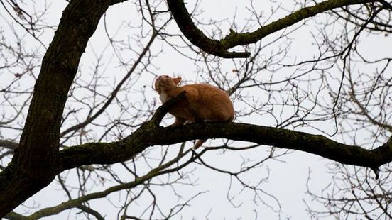 Kat Sydney na twee dagen gered uit boom