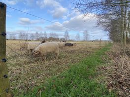Spoedoverleg natuurbeheerders na wolvenaanvallen natuurbegrazingsterrein Holtingerveld