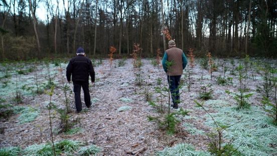 Tientallen boompjes gestolen van landgoed (en dat is al de derde keer)