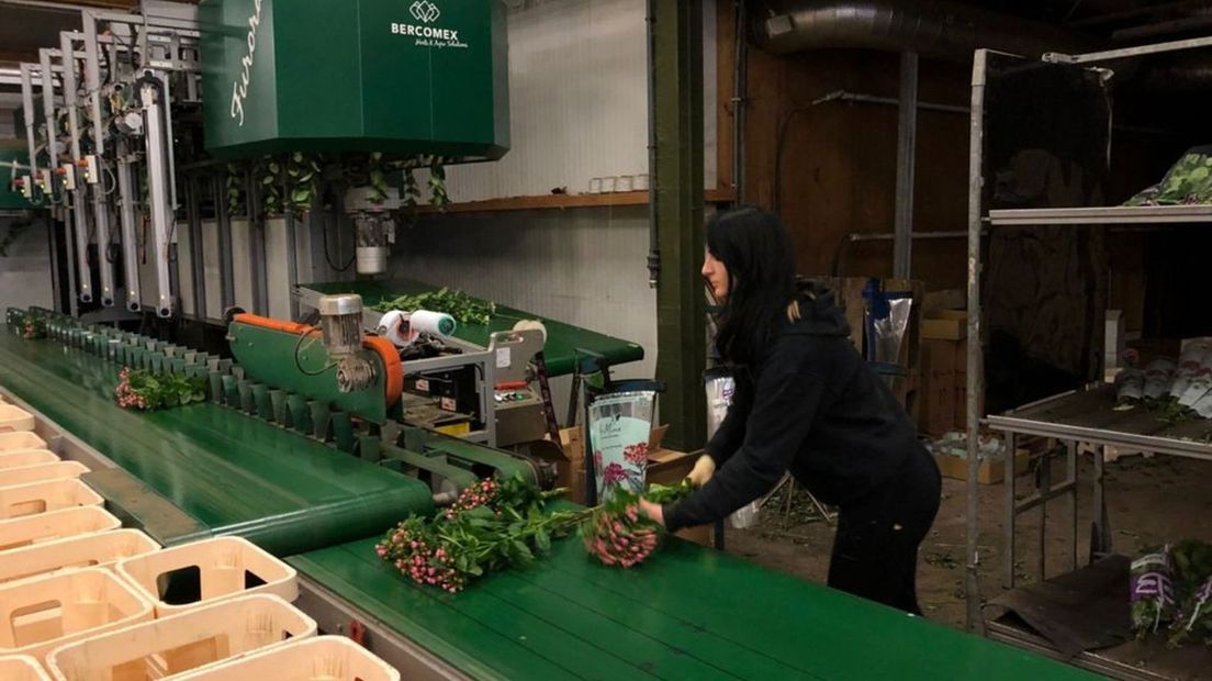 In Duiven werken 450 arbeidsmigranten.