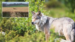 Wolf gespot op klaarlichte dag in Arensgenhout