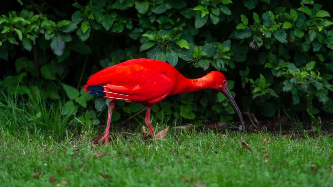 De rode ibis in het Hofpark in Wateringen
