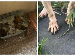 'Er lag veel ontlasting', vierentwintig verwaarloosde dieren gered uit woning Wateringse Veld