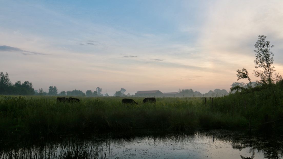 Landschap bij de Zwaakse Weel in Kwadendamme