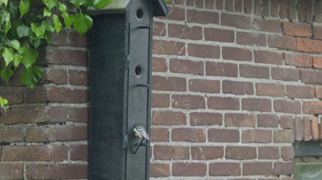 Het is lente, hang als de bliksem een nestkastje op