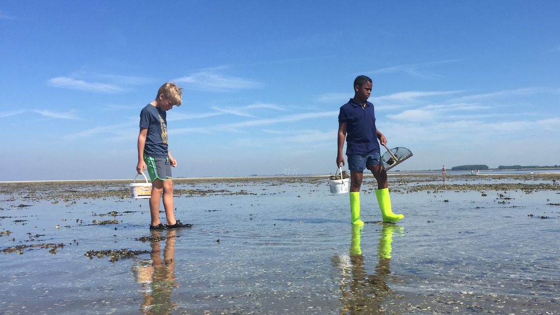 Lynden op zoek naar dier en schelp
