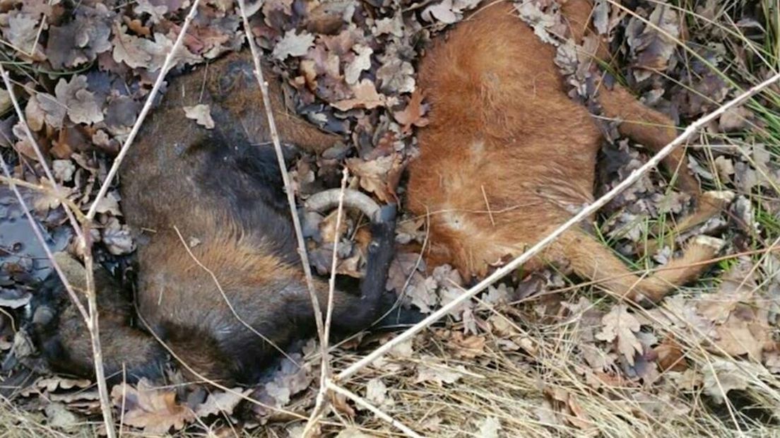 Twee dode geitjes in een greppel bij Haaksbergen