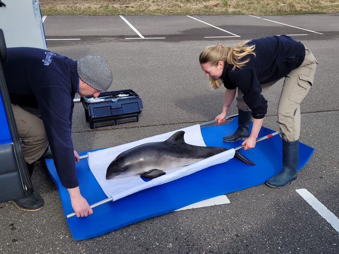 De aangespoelde bruinvis Norah met medewerkers van het Reddingsteam Zeedieren Goeree-Overflakkee