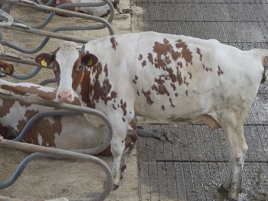 Boeren van 'Oxe geeft Gas' zetten hun koeienpoep in als energiebron