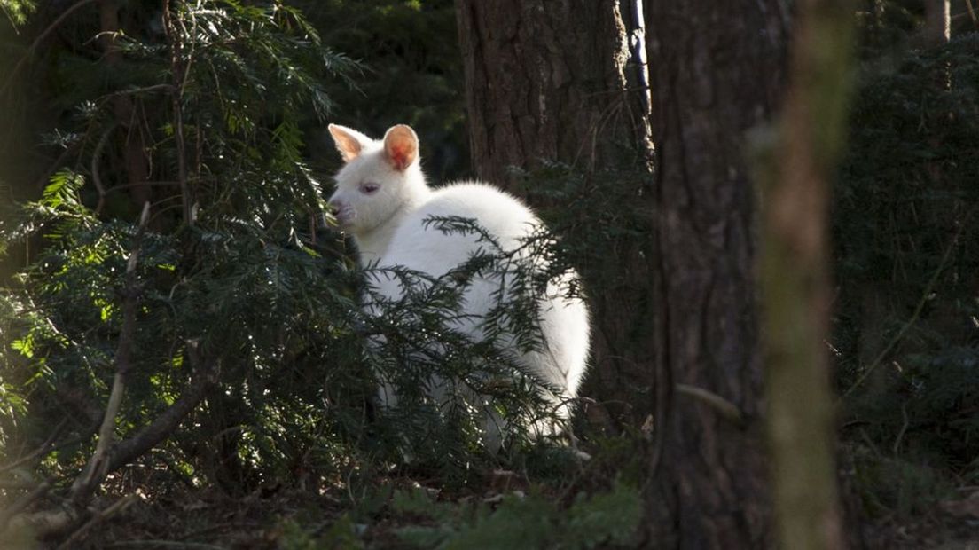 In 2014 ontsnapte er ook een witte kangoeroe in Rijsbergen.