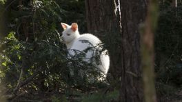 Heb jij een witte kangoeroe gezien? De politie zoekt hem