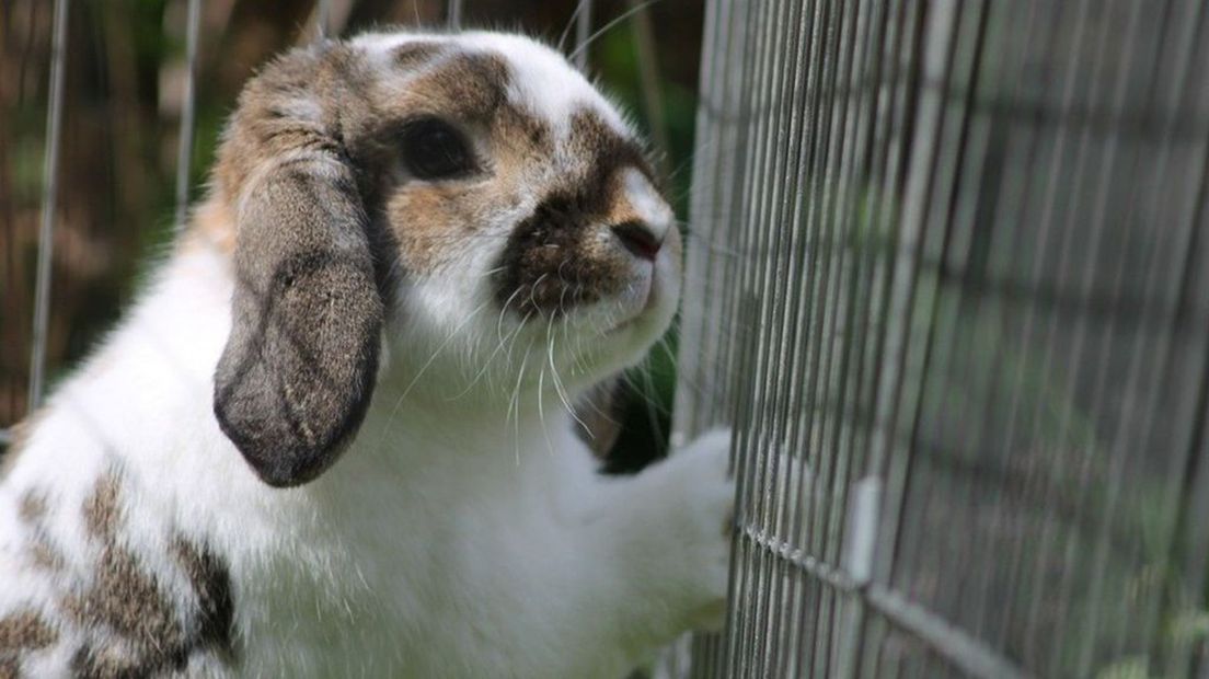 konijnen straks niet meer in een kooi? Nieuwe dierenwet veel los - Omroep Gelderland