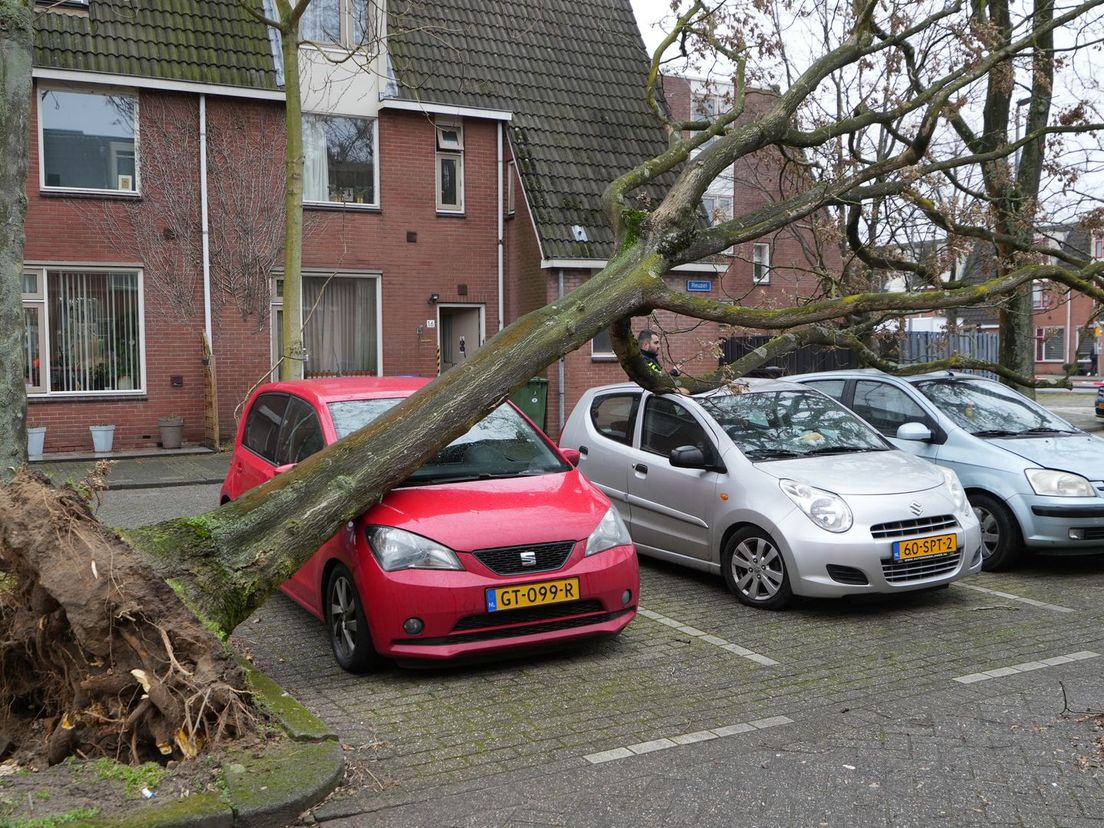 Een boom op drie auto's op de Reuzel Rotterdam