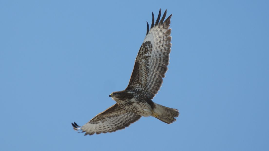 Buizerd