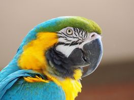 Papegaaienshows en ander dierenentertainment moeten voortaan vergunning aanvragen