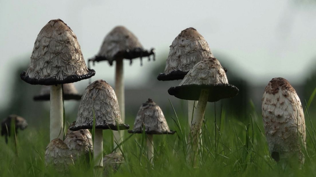 Verzeeuwigd