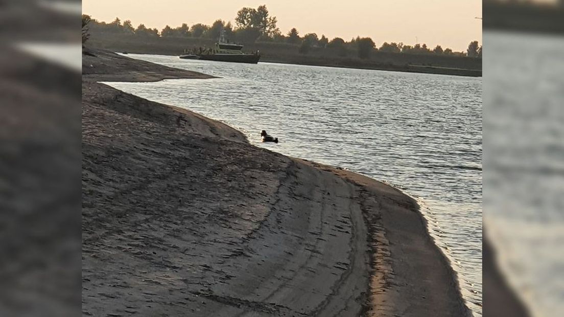 De zeehond in de Waal bij Haaften.