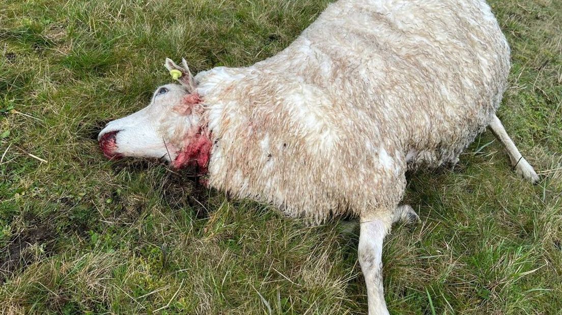 Een van de dode schapen in Renkum.