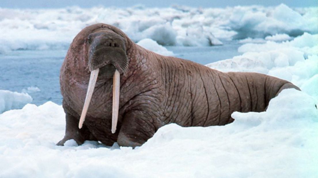 Hoelang kan een walrus onder water blijven?