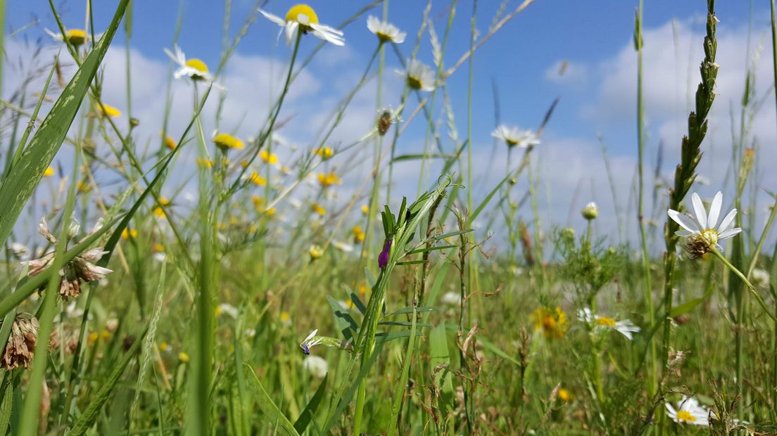 Zo zouden de bermen er in Westerveld uit moeten zien volgens Progressief Westerveld (foto archief RTV Drenthe)