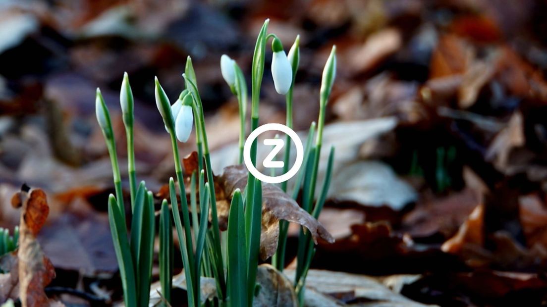Verzeeuwigd