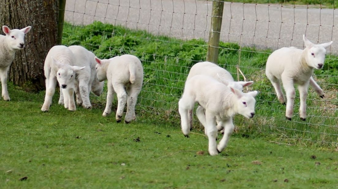 Lammetjes in de wei bij 's-Heerenhoek