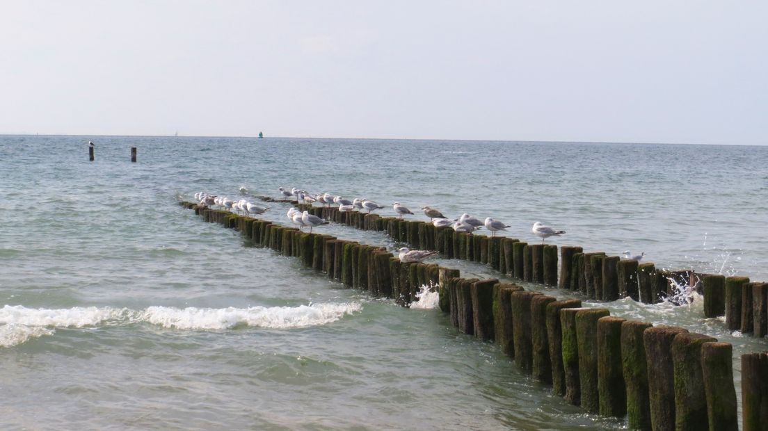 Meeuwen op het paalhoofd van een strand op Walcheren