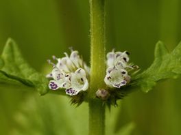 Het gevaar van de wolfspoot en andere planten met dreigende namen