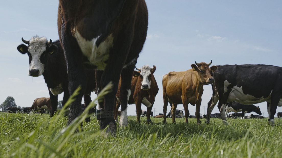 CDA en CU willen weten wat Gedeputeerde Staten van onteigening boeren