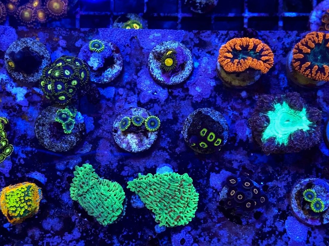 Kraamkamer met koraalstekjes