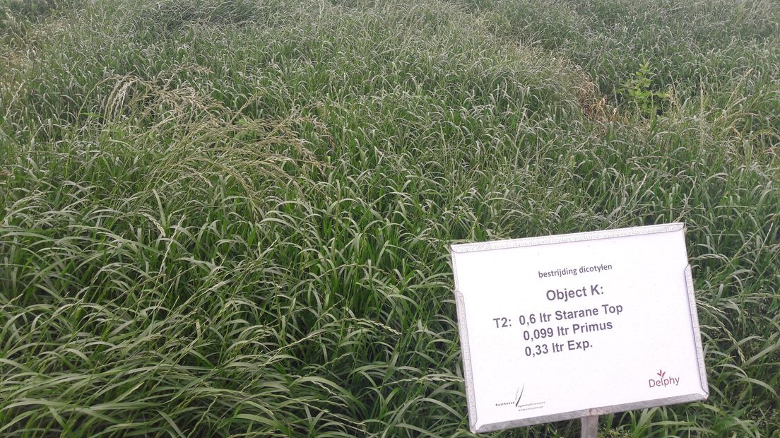 De verschillende bestrijdingsmiddelen worden getest op stukken gras.