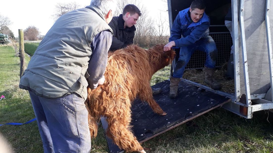 De Schotse Hooglanders zijn met een beetje hulp in een trailer gezet