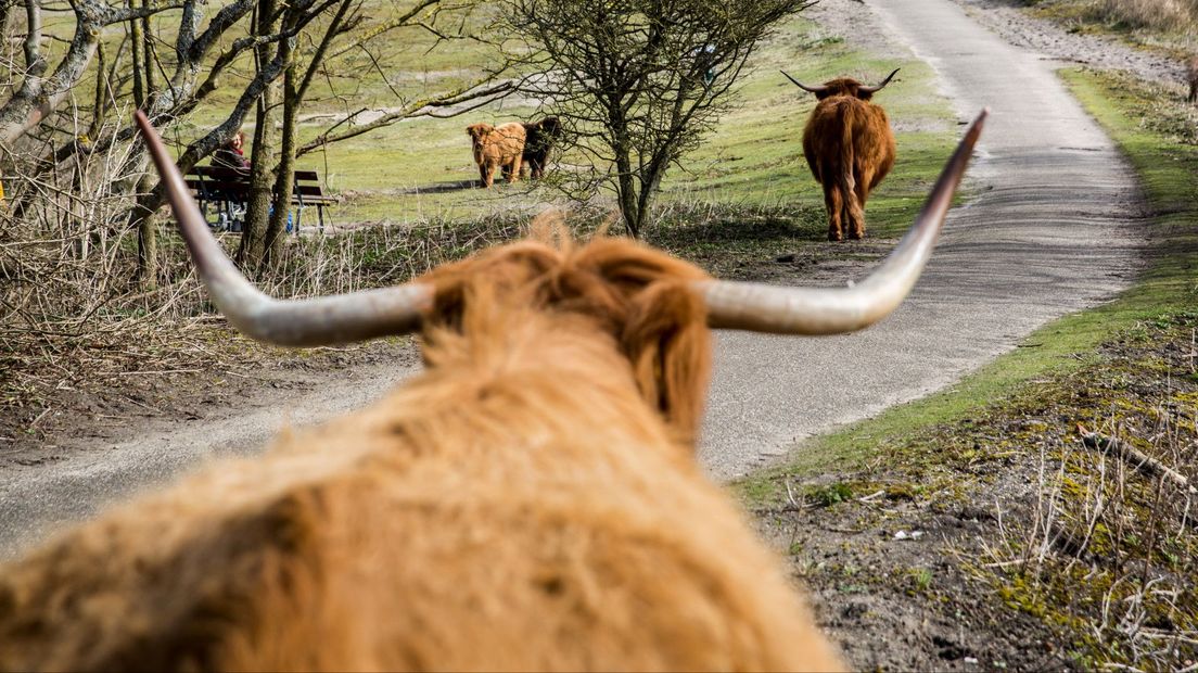 Schotse Hooglanders in de duinen