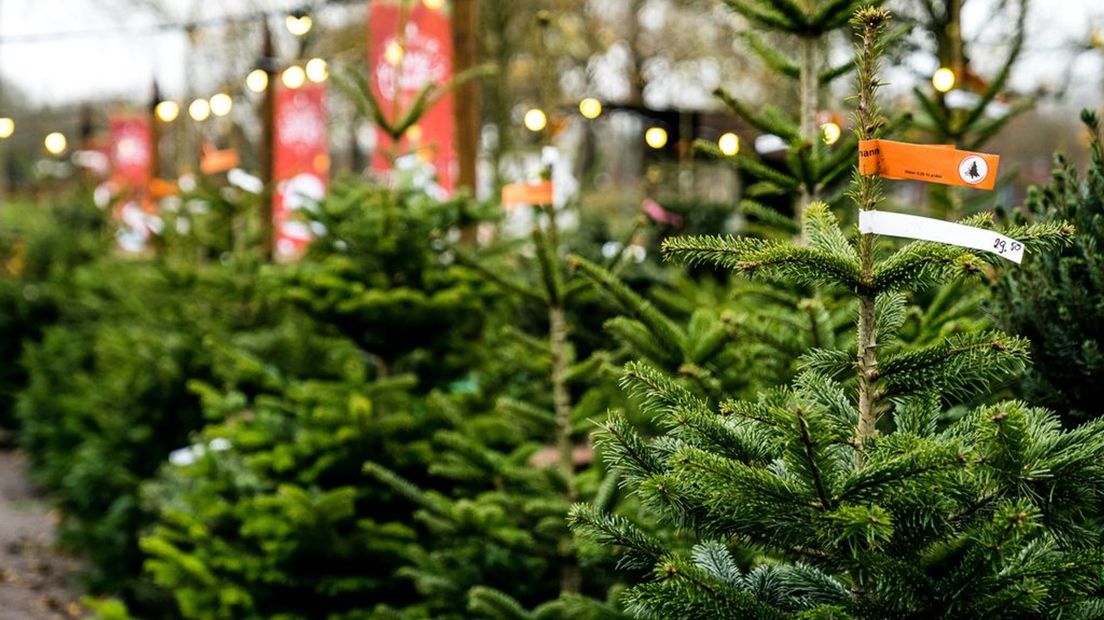 De run op kerstbomen is begonnen en dat wordt elk jaar eerder, zeggen kerstboomhandelaren.