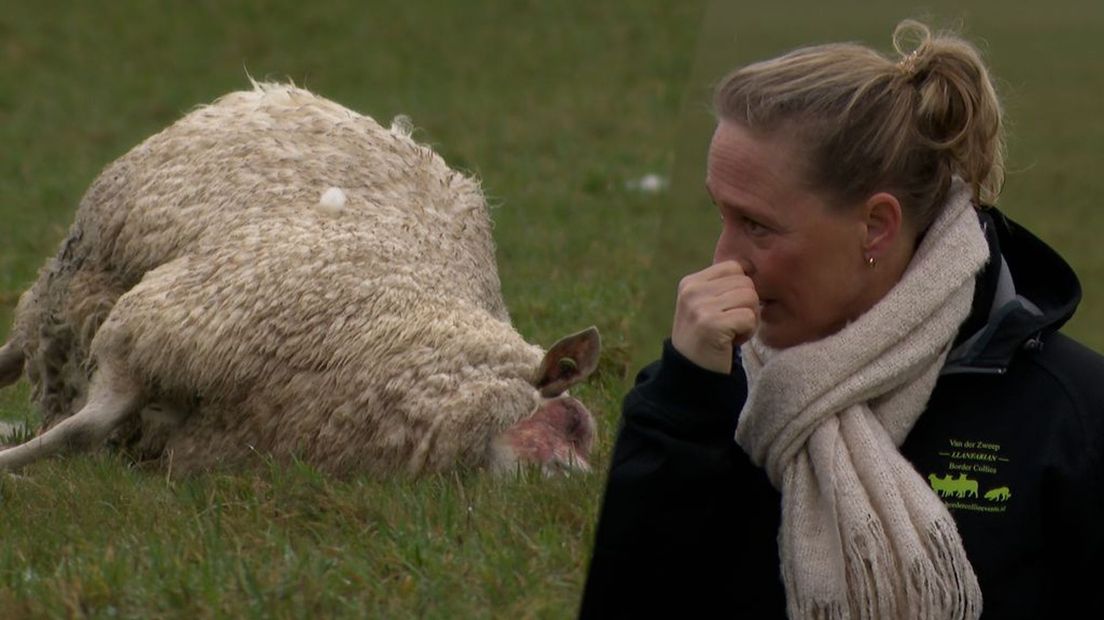 Ellen wordt moedeloos van de ellende.