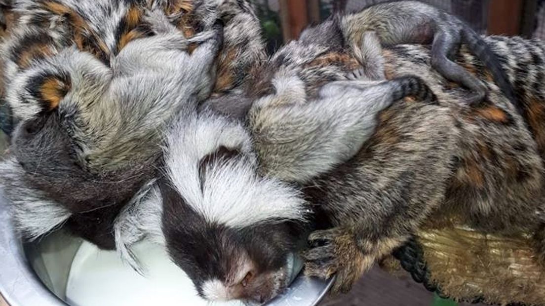 Twee witoorpenseelaapjes drinken met de kleintjes op hun rug