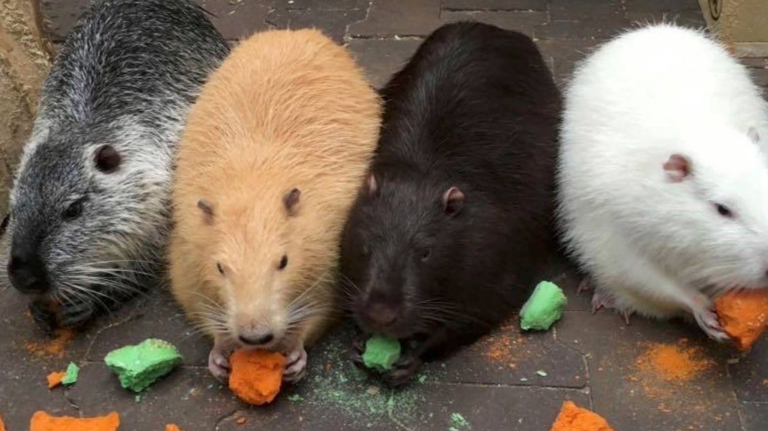 De beverratten van de Vogelkelder eerder dit jaar, toen nog onwetend over hun lot.