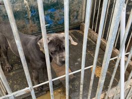 Drie verwaarloosde honden gevonden: vermagerd en opgesloten zonder daglicht