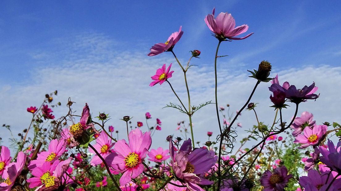 Bloemen in bloei in Oost-Souburg