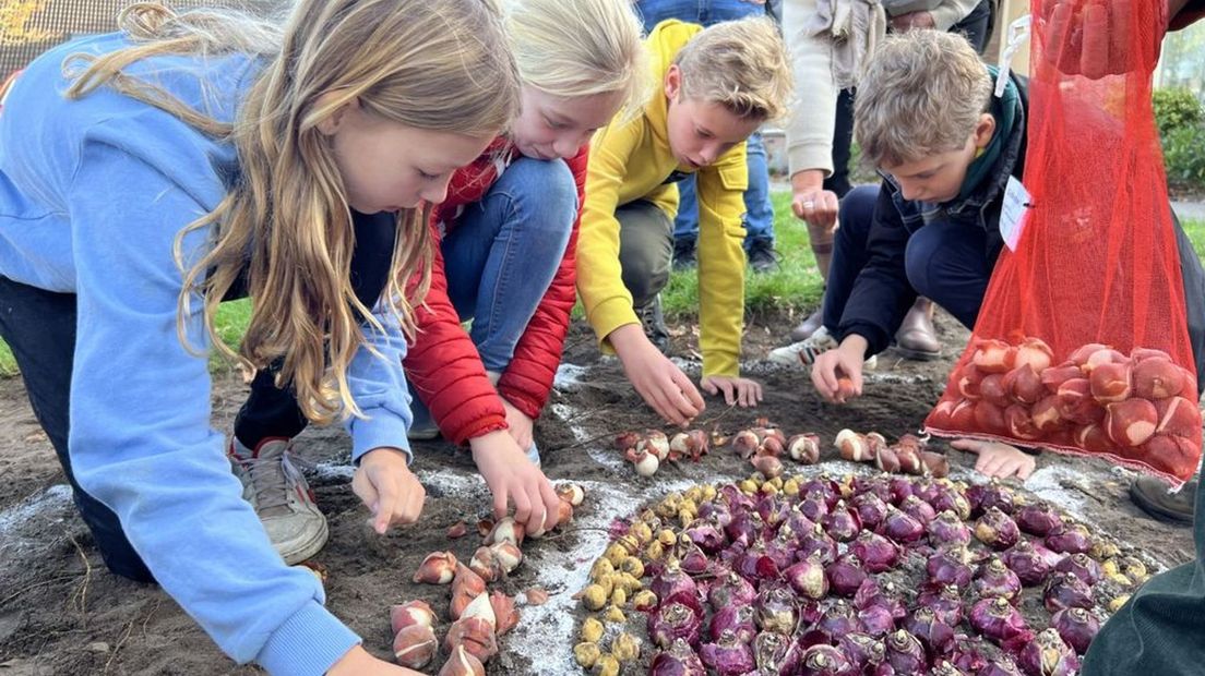 Groep 8-leerlingen van de Gildeschool stoppen bloembollen in de grond