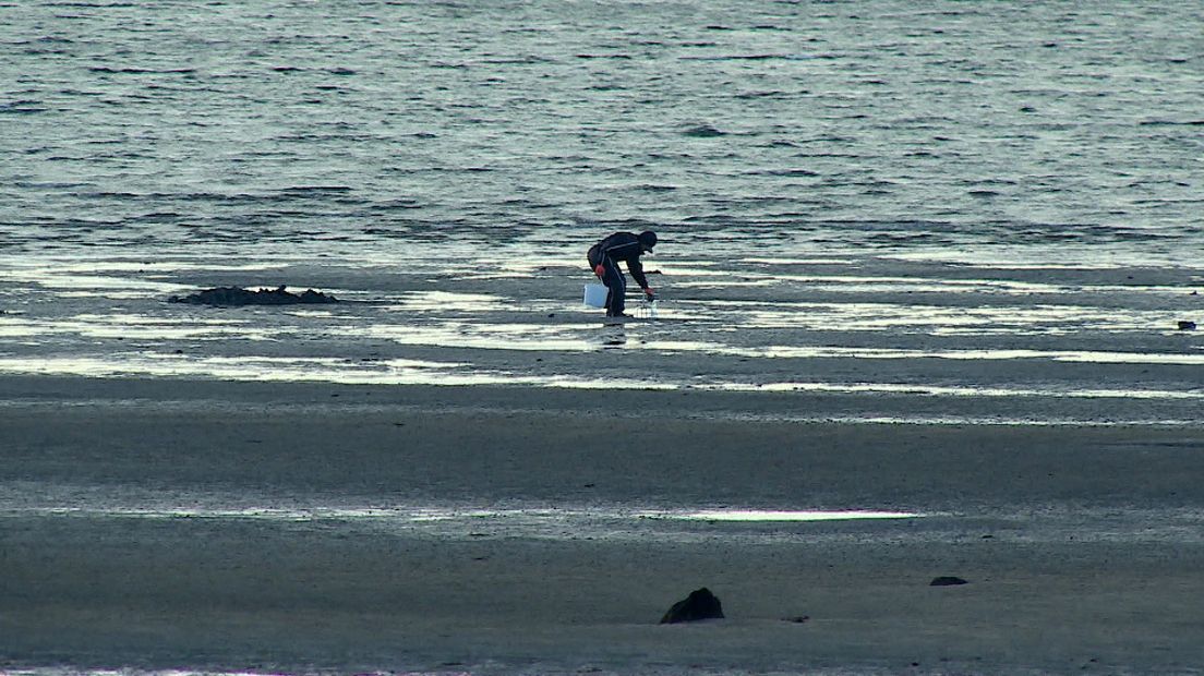 Kitesurfers vogels