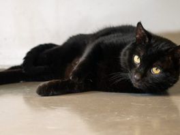 Waarom worden deze zwarte katten niet geadopteerd? 'Het zijn allemaal lieverds'