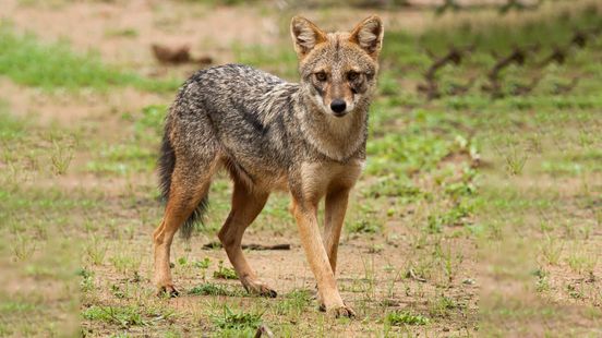Ook het neefje van de wolf gaat zich in ons land vestigen