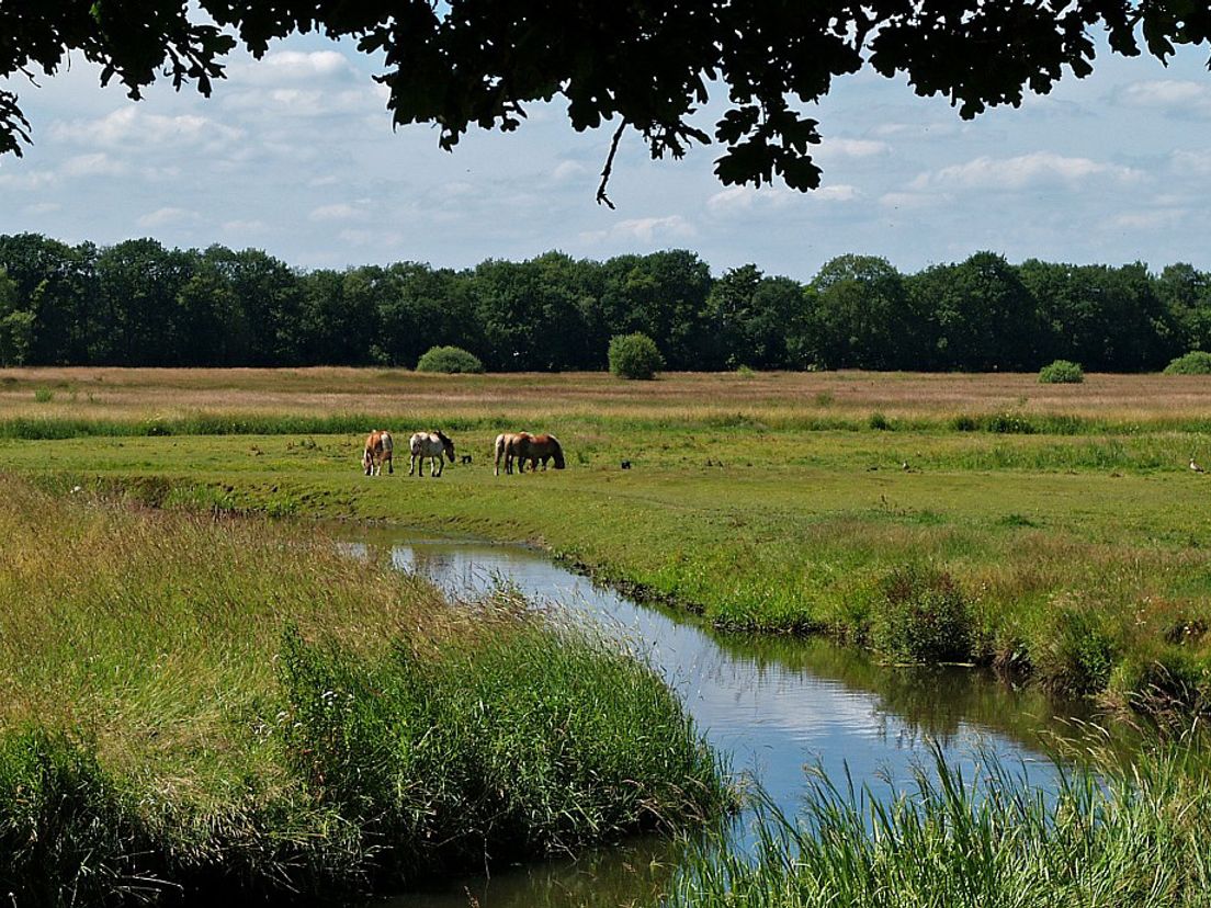 Noord-Drenthe is een prima plek om te wonen (Free Nature Images/Hans Dekker)
