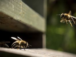Hogere bijensterfte in Overijssel dan in de rest van Nederland