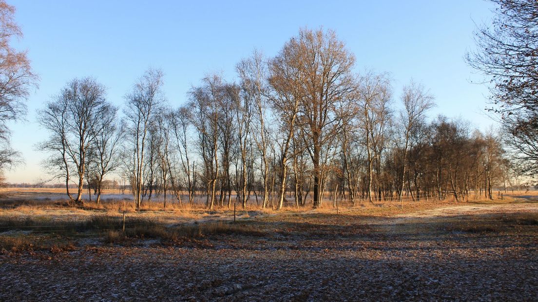 Witterveld
